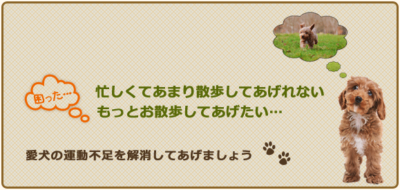 忙しくてあまりお散歩してあげれない、もっとお散歩してあげたい
