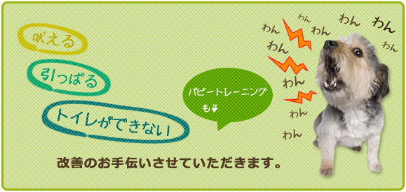 subtop_traning 吠える、引っ張る、トイレができない ドッグトレーナーが改善のお手伝いをさせていただきます。