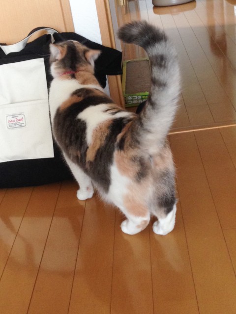 さくらちゃんと再会