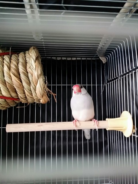 文鳥さんのお留守番