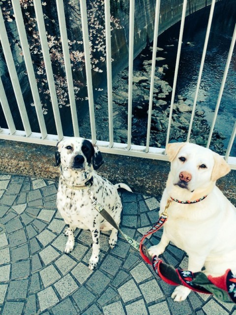 三人でお花見