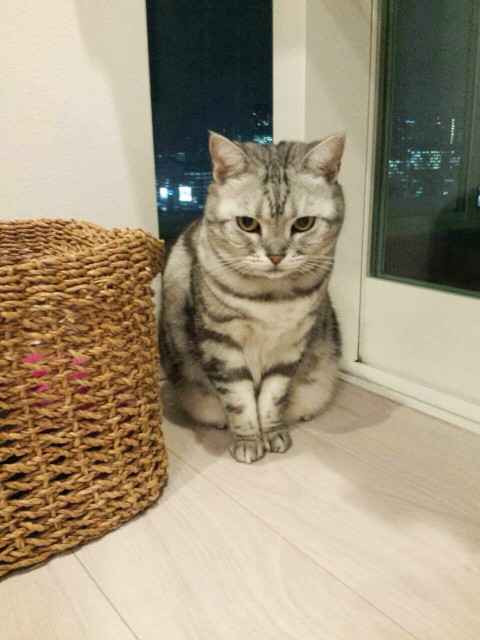極上の癒し