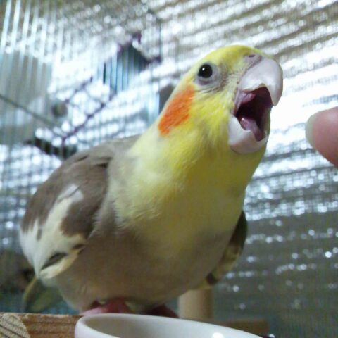 オカメインコ