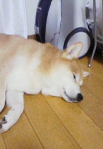 熟睡ゆきちゃん