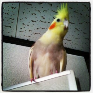 暑がり？
