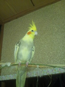 今日のオカメインコ