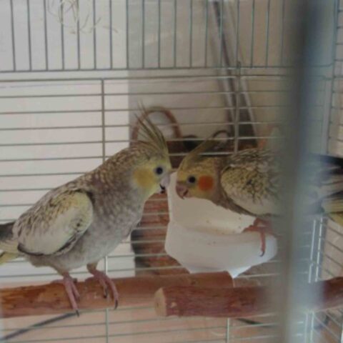 オカメインコの兄弟