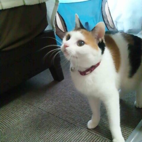 チェブ