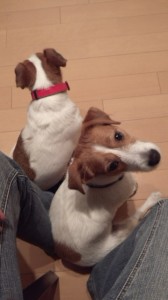 パワフル！JRTさん達