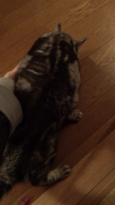 はにかみニャンコ