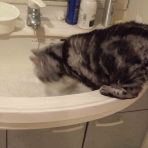 猫の水遊び