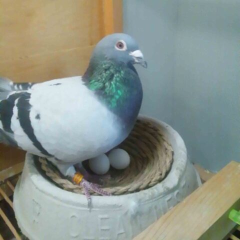 鳩のお世話