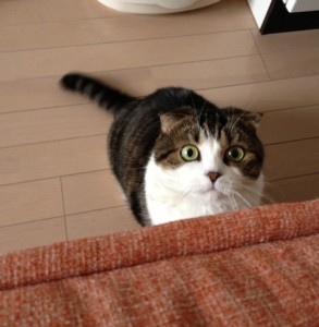 まろちゃん