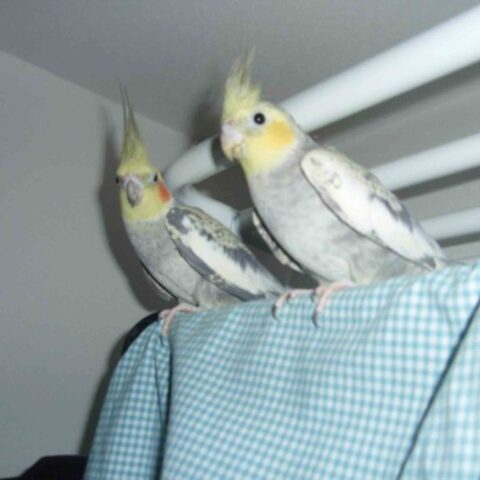 オカメインコの兄弟との再会
