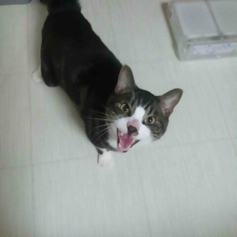 エイトくん