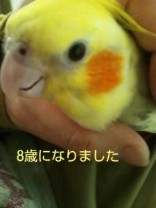 愛鳥の誕生日♪