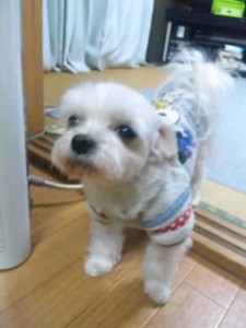 おねだり