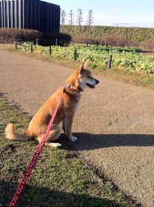 公園大好き