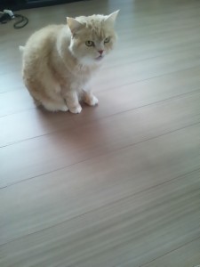 ももちゃん(=^ェ^=)