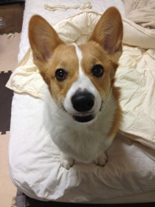 すえぞうとふうか