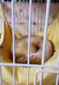 3匹の猫ちゃん＋フェレット