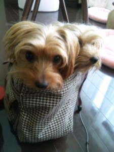 仲良しなふたり