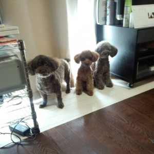 あんこ☆きなこ☆かかお☆