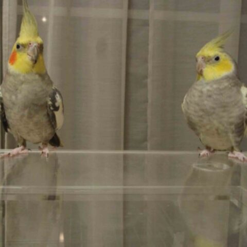 GWのオカメインコ
