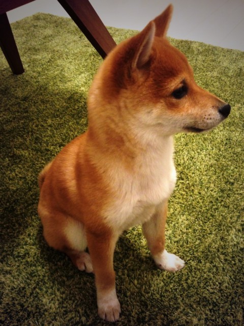 我が家のワンコ
