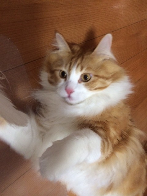 仲良しです。