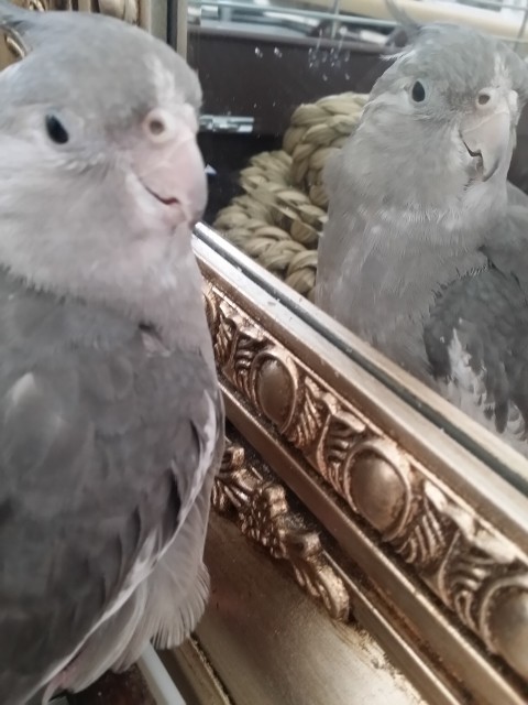 オカメインコのバードシッター