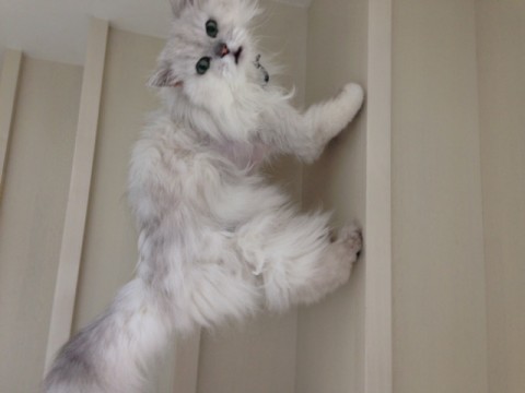 チンチラのるーたんちゃん