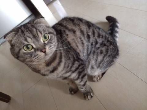 仲良し猫ちゃんず。