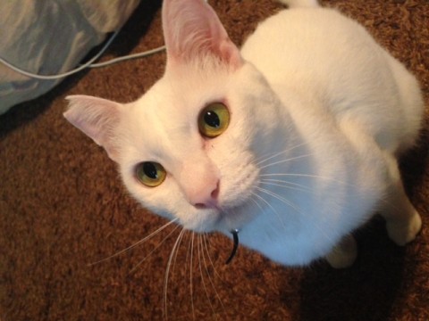 猫カフェ出身