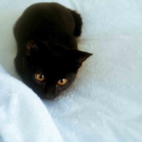 黒猫の夜空ちゃん o(=ёェё=)o ♪
