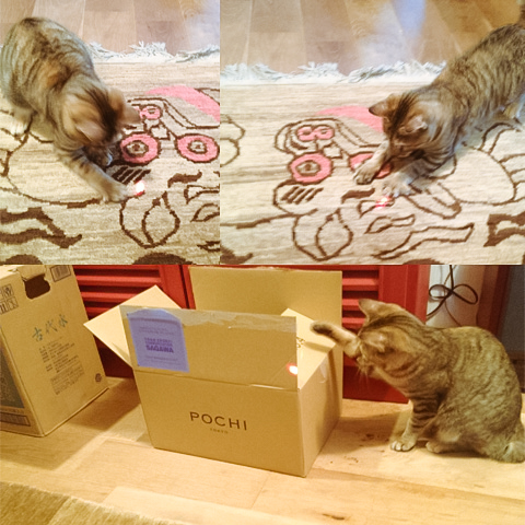 猫レーザーVS猫じゃらし
