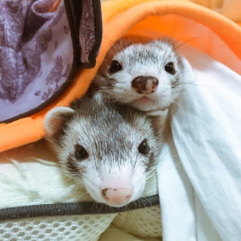 ☆フェレットのメアリーちゃんとキャシーちゃん☆