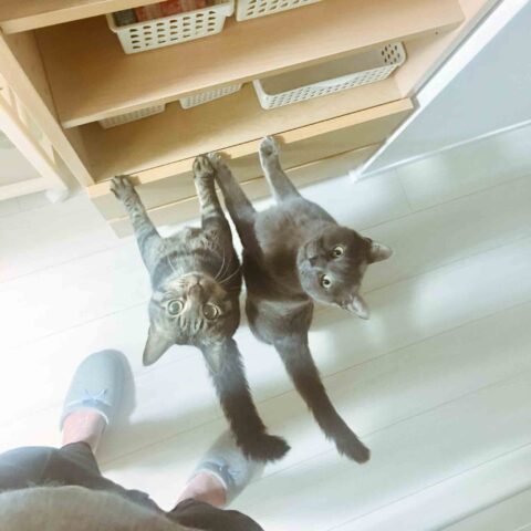 かぶりものをかぶせるおしごと☆
