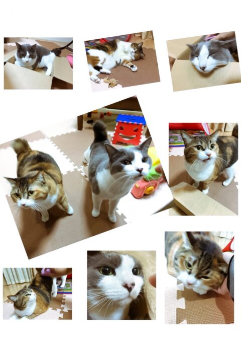 オレオくん♡きなこちゃん | 町田市