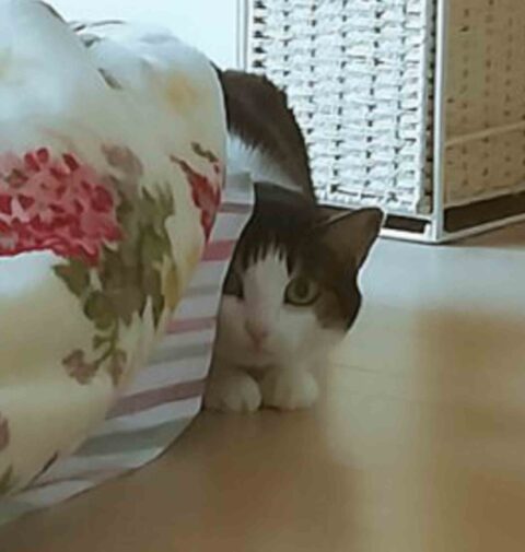 初めましての猫ちゃんず｜東京都大田区