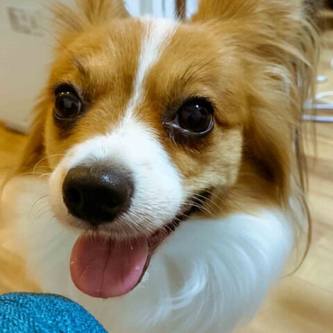 きちょちゃんとなっちゃん｜広島市中区