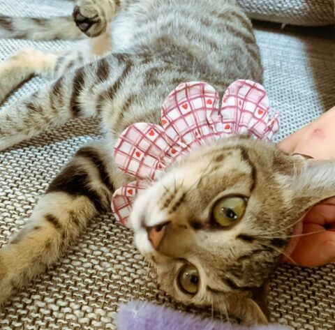 うずらちゃんの初めての長いお留守番｜東京都世田谷区