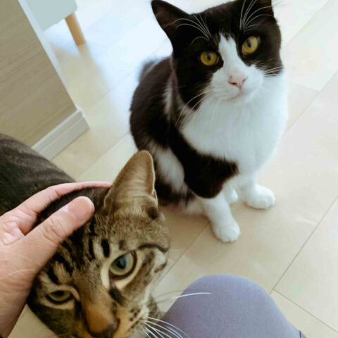 元気いっぱい兄弟猫ちゃん｜広島市西区