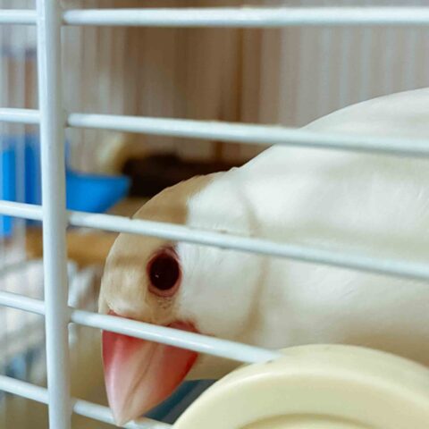 シナモン文鳥のサクラコちゃん｜横浜市青葉区