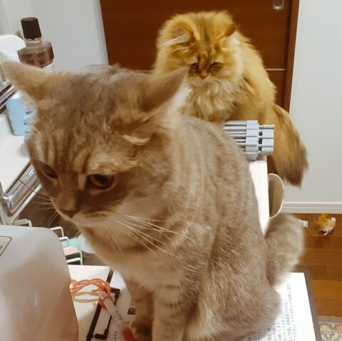銀太くんとここあくん😽｜東京都世田谷区