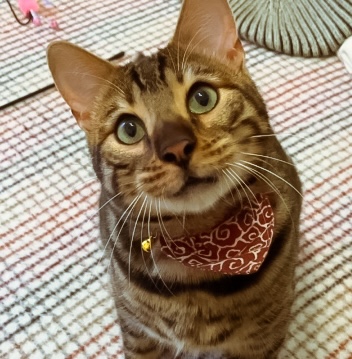 かわいい甘えんぼさん美しすぎるベンガル✨くまちゃん｜大阪市東住吉区