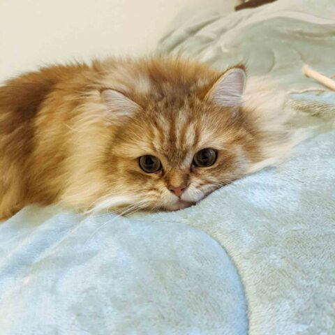 脳ある猫は？🦅｜東京都品川区