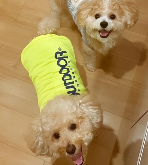 愛嬌たっぷり💗モコモコちゃん達🐶🐶｜神奈川県大和市