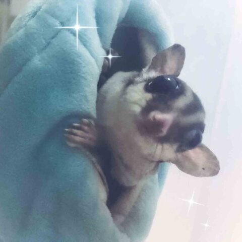 輝け🌟小さな仲間たち✨｜川崎市多摩区
