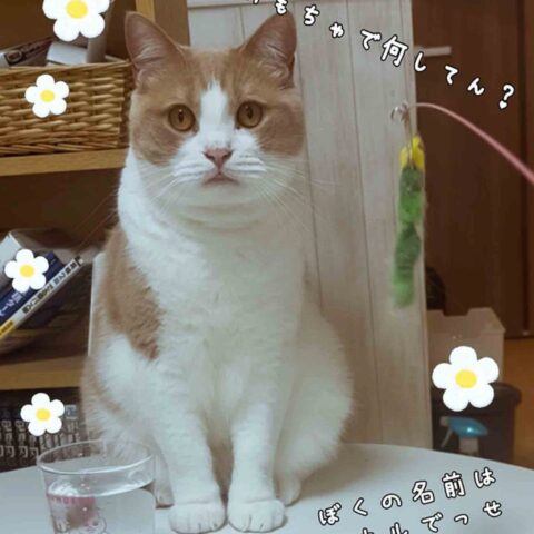ボンボンボ〜ン｜横浜市都築区